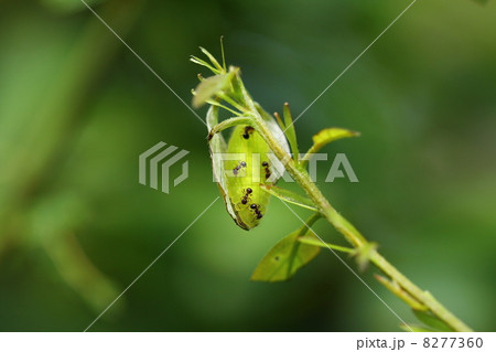 ムラサキシジミの幼虫 8277360