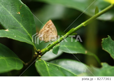 ムラサキシジミとアオバハゴロモ 8277361