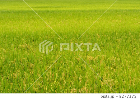 実りを迎えて収穫直前の稲の水田 8277375
