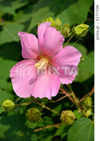 芙蓉の花のクローズアップ 8277396