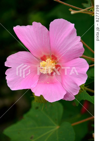 芙蓉の花のクローズアップ 8277398