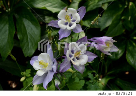 ミヤマオダマキ 8278221