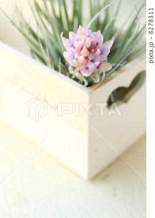 エアープランツ エアープランツ 8278311