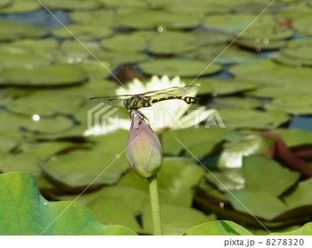 タイワンウチワヤンマ タイワンウチワヤンマ 8278320