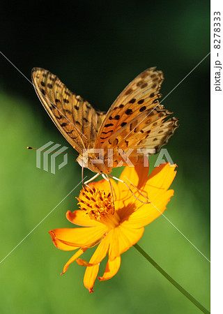 蜜を吸うツマグロヒョウモンのオス 蜜を吸うツマグロヒョウモンのオス 8278333