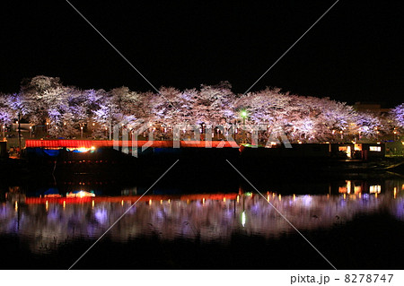 宮城県の桜名所　白石川堤一目千本桜ライトアップ 8278747