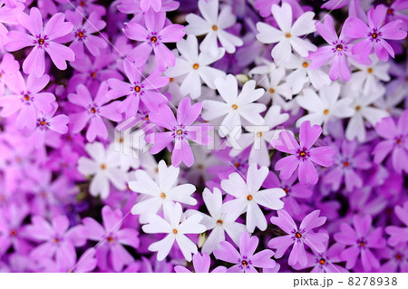 シバザクラ 8278938