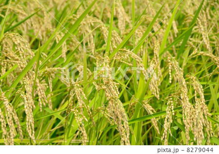 収穫間際の稲穂【横】 8279044