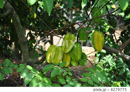 スターフルーツ スターフルーツ 8279775