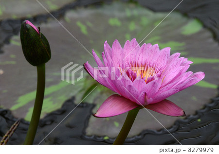熱帯スイレン 8279979