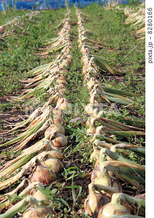 北もみじ2000 北もみじ2000 8280166