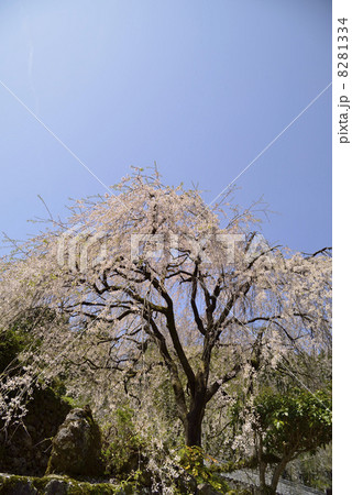 市川家のしだれ桜 市川家のしだれ桜 8281334