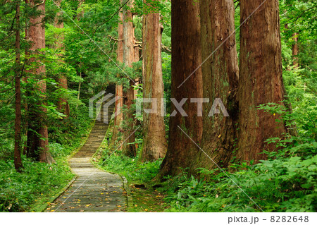 羽黒山　杉の巨木群と石段 8282648