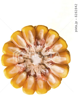 Corn Corncob 8282842