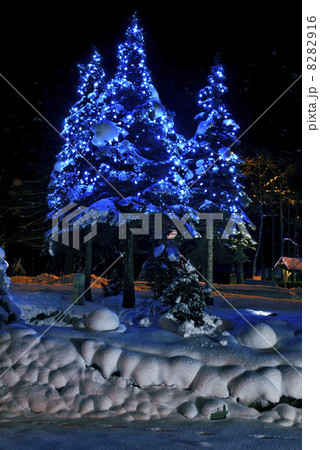 Christmas trees 8282916