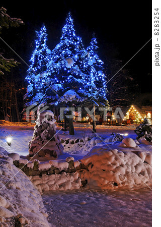 Christmas trees 8283254