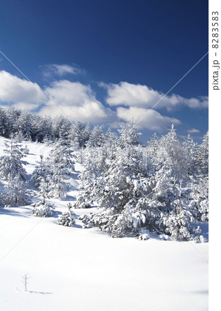 Winter Winter 8283583