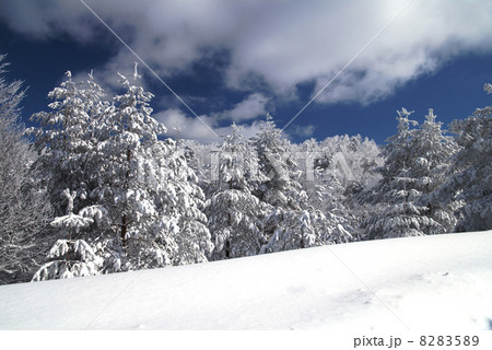 Winter Forest 8283589