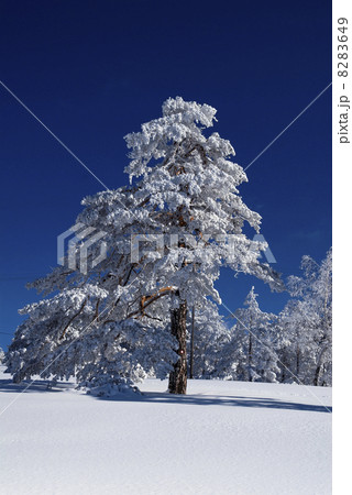 Winter Winter 8283649