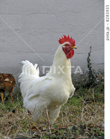 Rooster Rooster 8283935