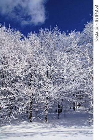 Winter Forest Winter Forest 8284303