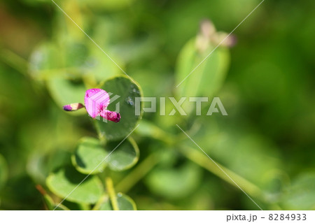 萩の花と雨滴 萩の花と雨滴 8284933