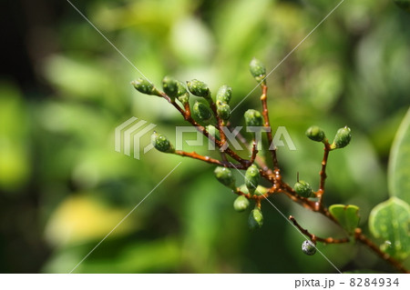 ネズミモチの実と雨滴 ネズミモチの実と雨滴 8284934