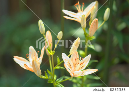 ジョーゼット ジョーゼット 8285583