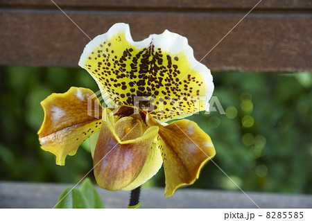 パフィオペディラム 8285585