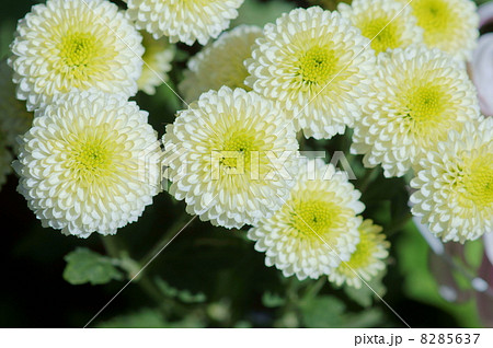 スプレー菊　フィーリングホワイト 8285637