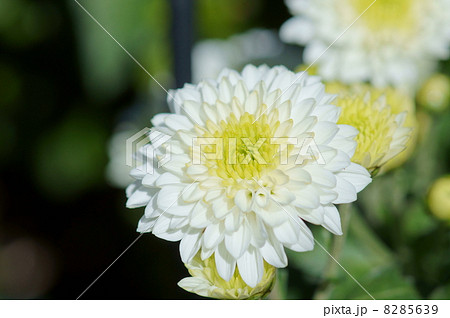 スプレー菊　アイビス 8285639