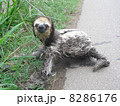 なまけてます 8286176