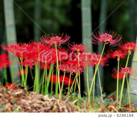 彼岸花 彼岸花 8286188