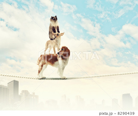 Dog balancing on rope 8290439