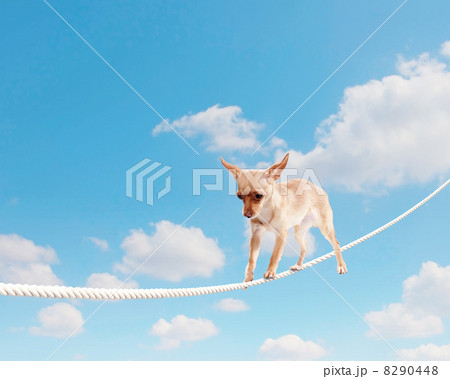 Dog balancing on rope 8290448