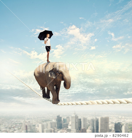 Elephant walking on rope Elephant walking on rope 8290462
