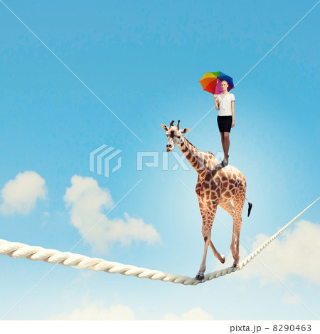 Giraffe walking on rope 8290463