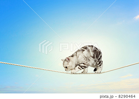 Siamese cat sitting on rope 8290464