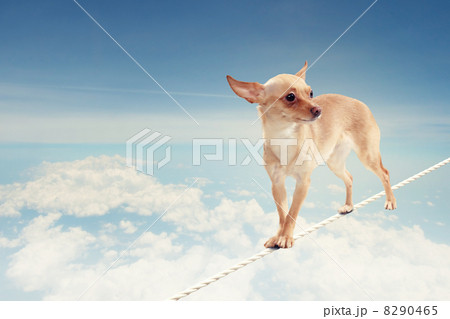 Dog balancing on rope Dog balancing on rope 8290465