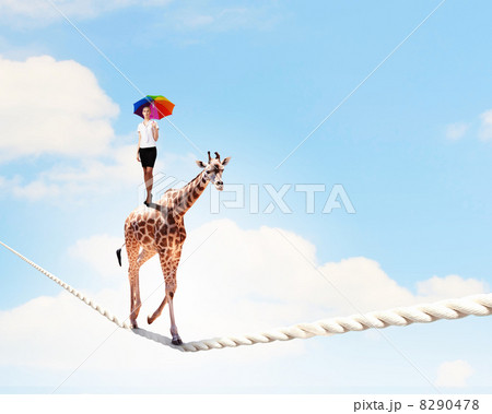 Giraffe walking on rope Giraffe walking on rope 8290478