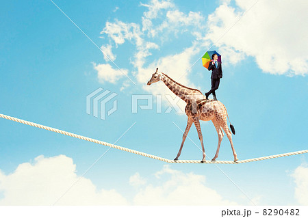 Giraffe walking on rope Giraffe walking on rope 8290482