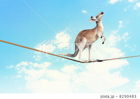 Kangaroo walking on rope Kangaroo walking on rope 8290483