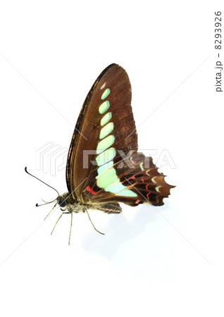 アオスジアゲハ　白バック 8293926