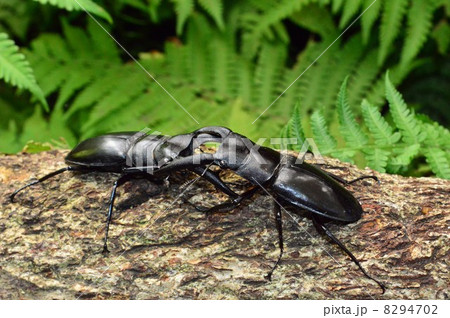 マンディブラリスフタマタクワガタ同士の森での激しいバトル 8294702
