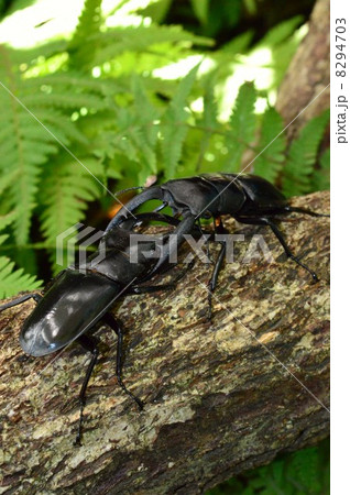 マンディブラリスフタマタクワガタ同士の森での激しいバトル 8294703