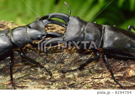 マンディブラリスフタマタクワガタ同士の森での激しいバトル 8294704