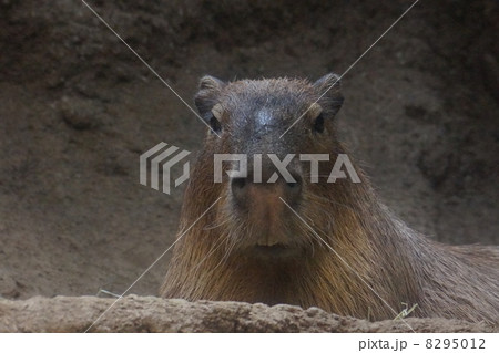 カピバラ 8295012