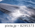 高知のクジラ 8295373
