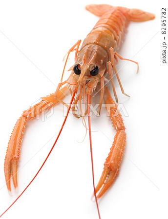 アカザエビ 8295782