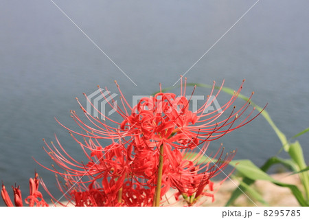 ヒガンバナ 8295785